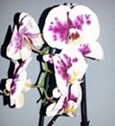 Fotografia użytkownika