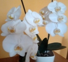 Fotografia użytkownika