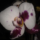 Fotografia użytkownika