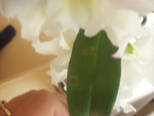 100_3468.JPG
