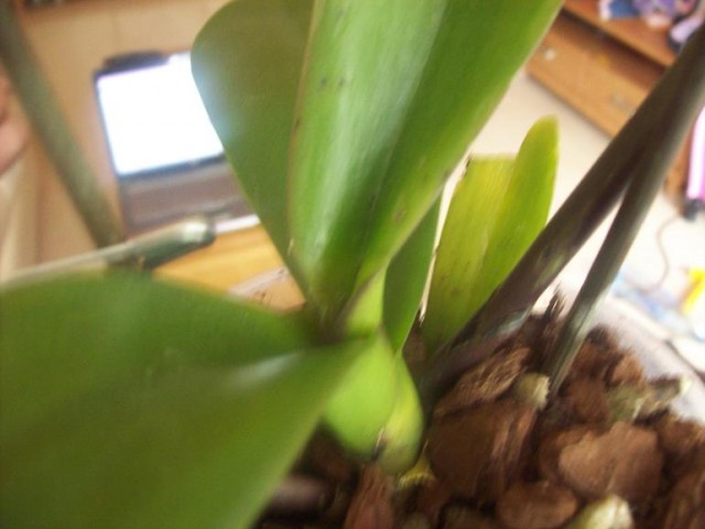 100_3475.JPG