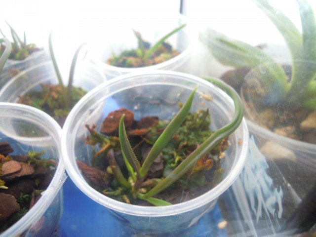 DSCN4113.JPG