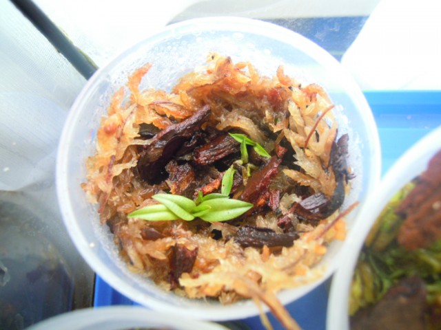 DSCN4120.JPG