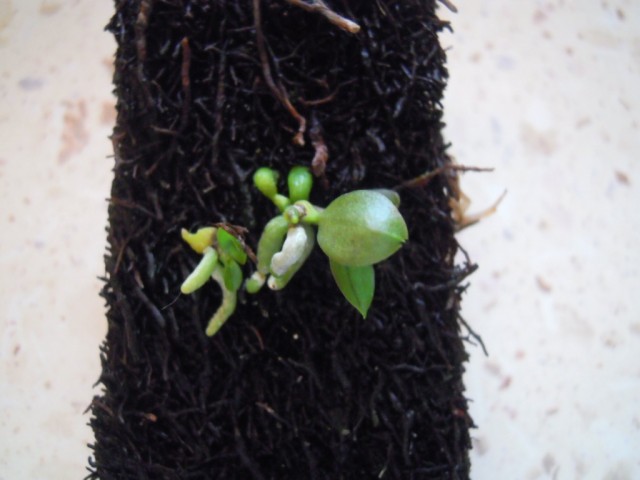 DSCN3707.JPG