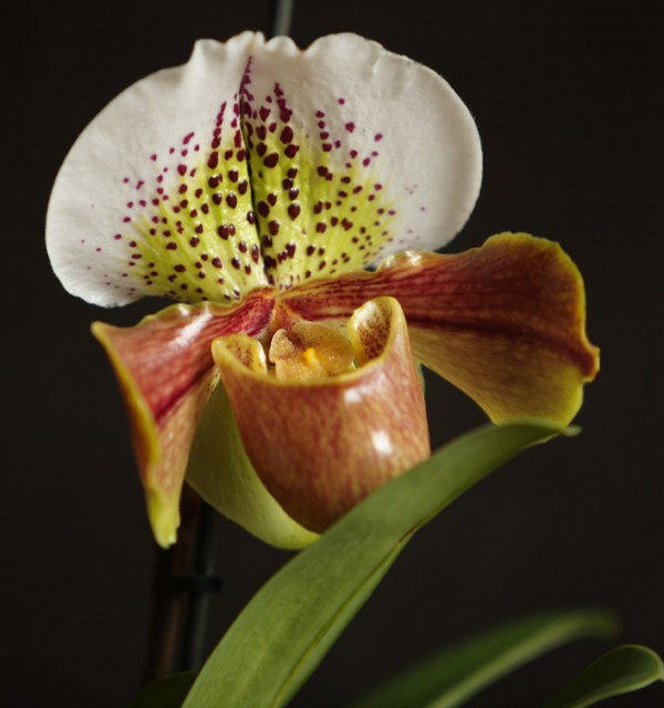 paph. ameryka 1 700.jpg