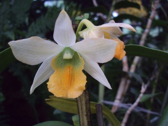 Dendrobium cariniferum.jpg