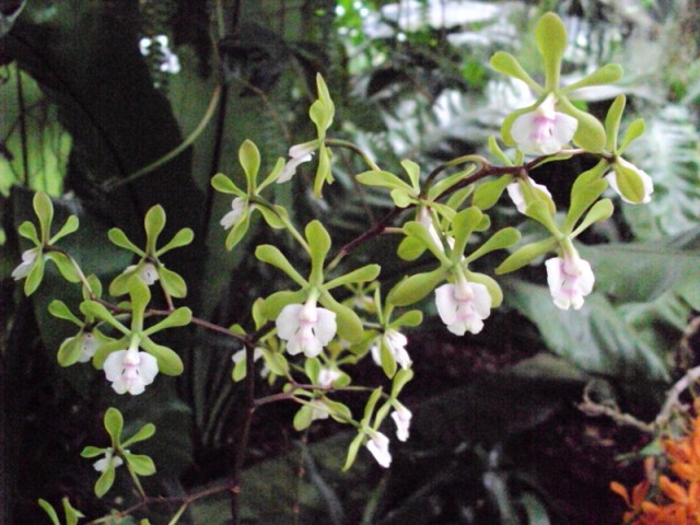 W storczykarni 4.jpg