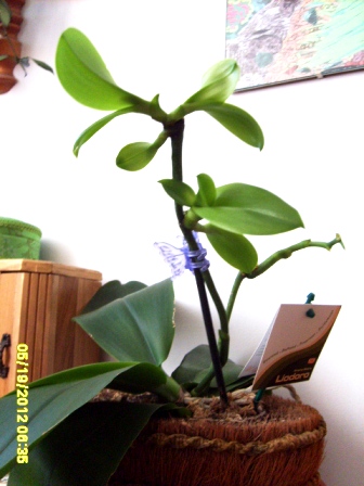 I keiki phal. Liodoro maj2012.JPG