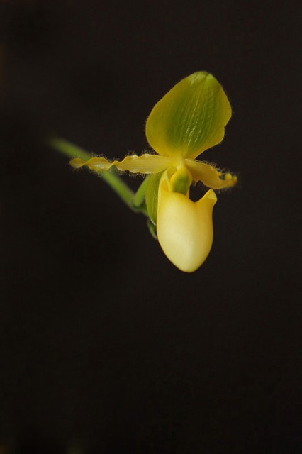 paph. hybryda2 A.jpg