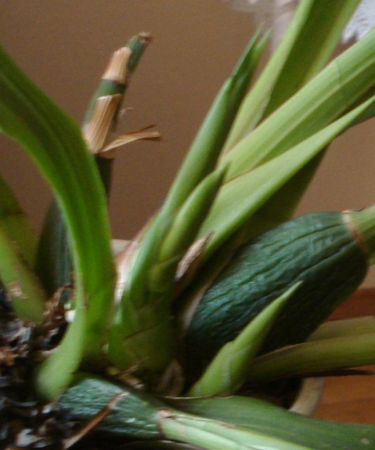 DSC01518.JPG