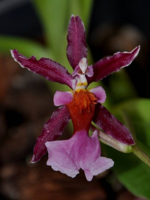 Oncidium hybryda.jpg
