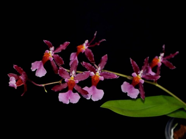 Oncidium hybryda 1.jpg