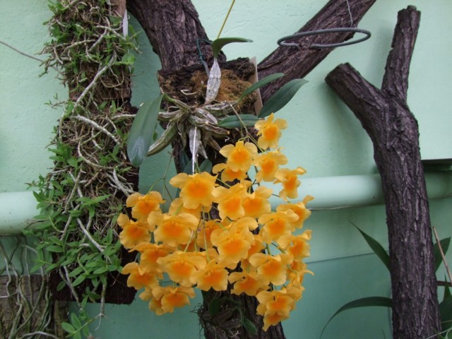 Conifers Cieplucha 025.jpg