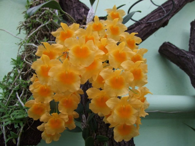 Conifers Cieplucha 029.jpg