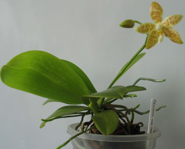 Phalaenopsis pallens 1.JPG