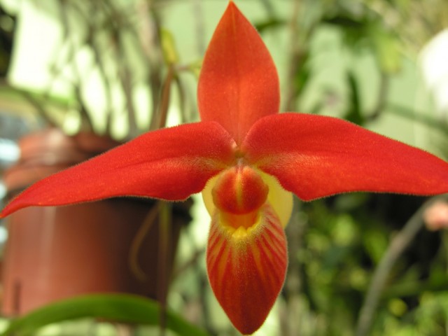 Phragmipedium bessae..,.jpg