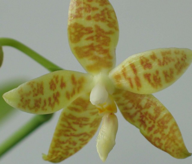 Phalaenopsis pallens 3.JPG