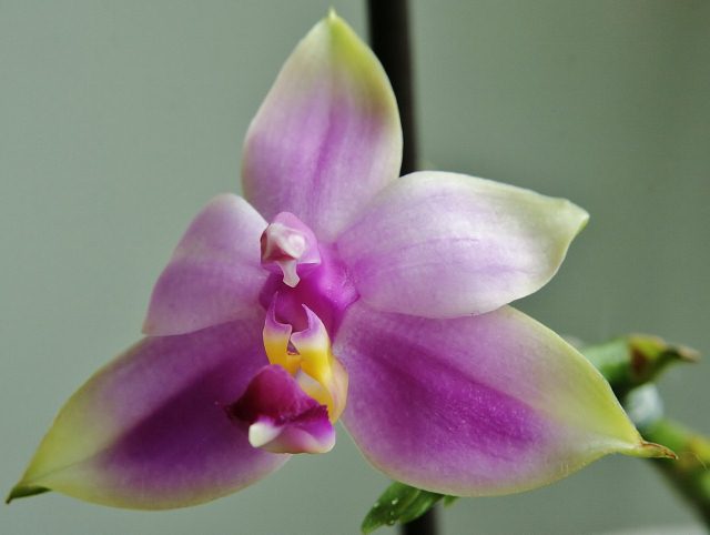 026 (2).jpg bis (640x482).jpg