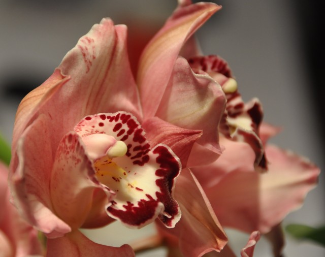 cymbidium_pink4.jpg