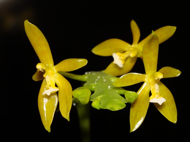 cornu cervi flava.JPG