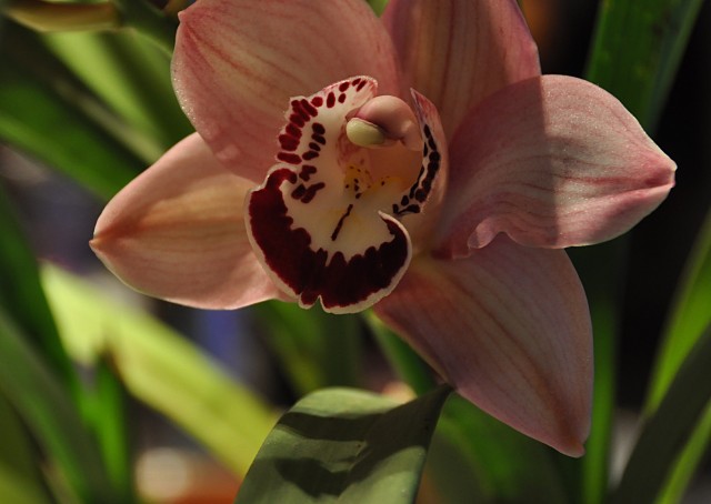 cymbidium_pink6.jpg