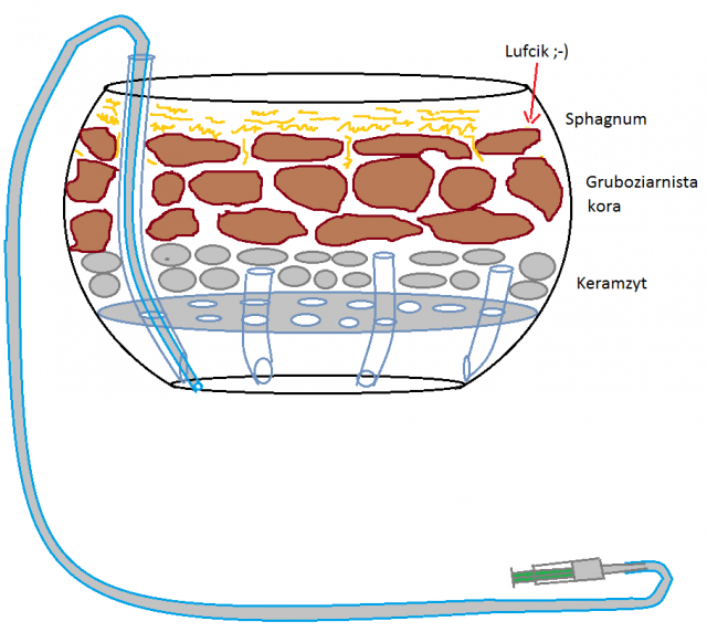 sposob sadzenia zwykly.png