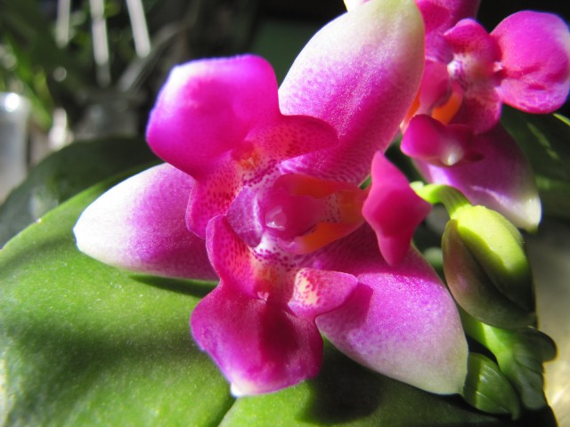 Phal. (vilacea x Betris) x violacea 06.2012 017.JPG
