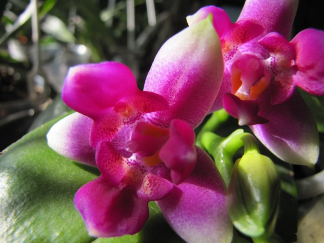 Phal. (violacea x Betris) x violacea 06.2012 013.JPG
