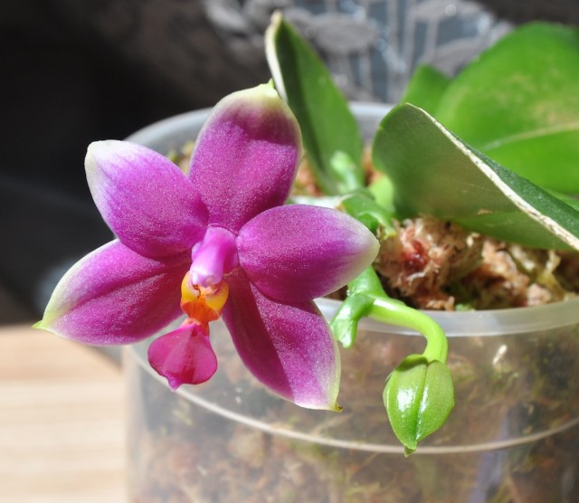 Phalaenopsis (violacea x Phal. Be Tris) x violacea.JPG