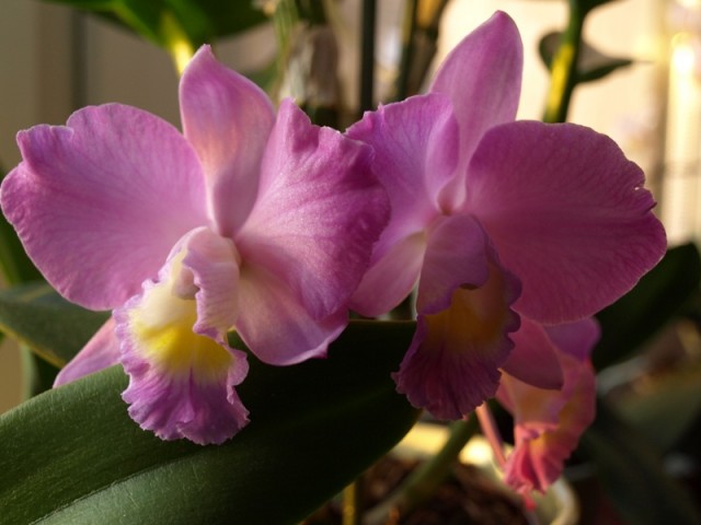 Catlleya różówa1.JPG