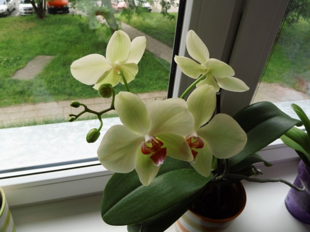 phalenopis 1.jpeg