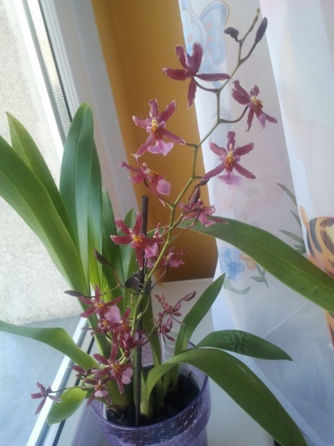 2012-04-15 08.50.03.jak-zmniejszyc-fotke_pl.jpeg