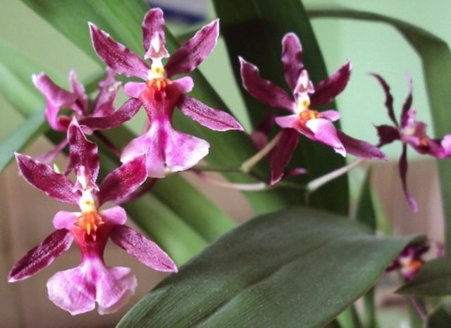 Oncidium Mariechen.jpg