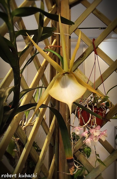 Angraecum viguieri 1.jpg