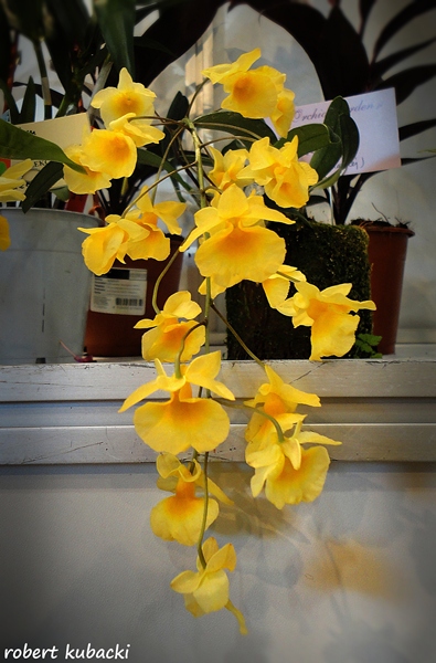 Dendrobium aggregatum.jpg