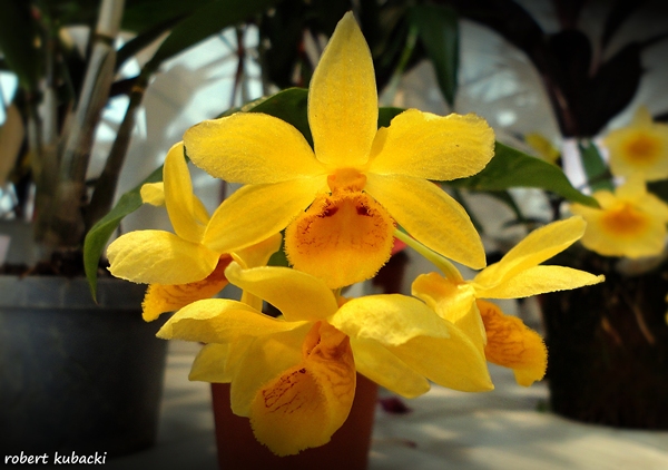 Dendrobium sulcatum.jpg