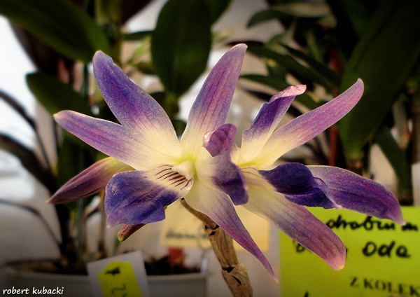 Dendrobium victoria-reginae.jpg