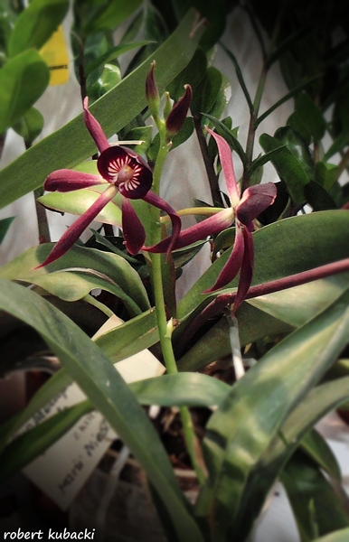 Epicattleya Miva Etoile .jpg