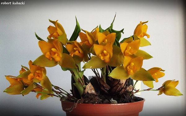Lycaste bradeorum 1.jpg