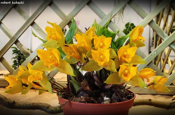 Lycaste bradeorum 3.jpg