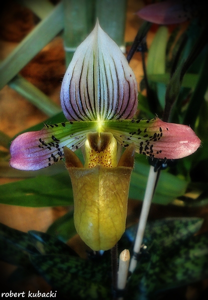Paphiopedilum acmodontum.jpg
