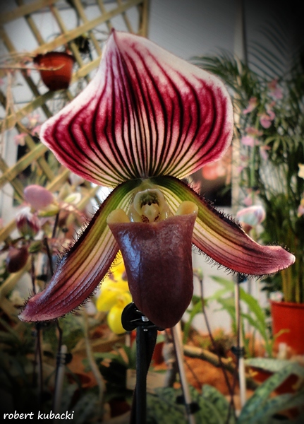 Paphiopedilum hybr..jpg