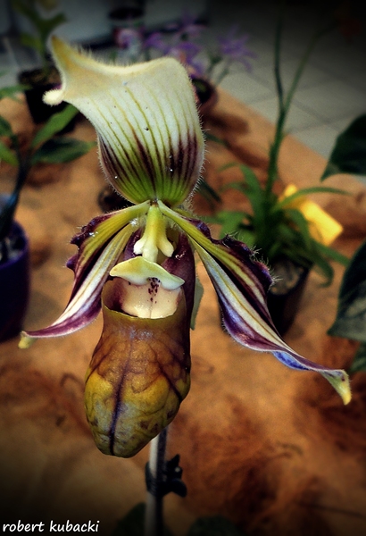 Paphiopedilum sangii.jpg