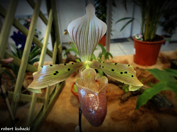 Paphiopedilum tonsum.jpg