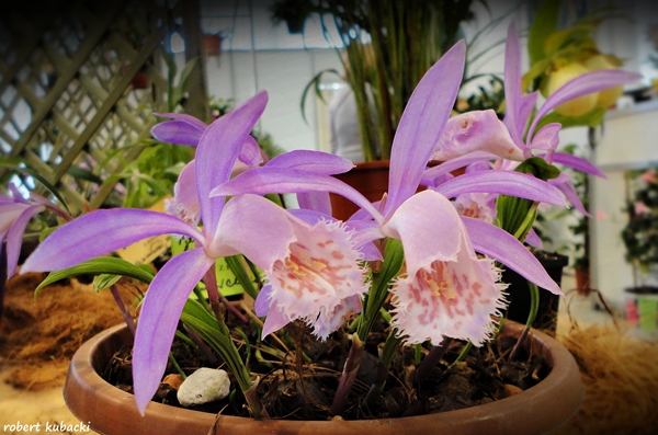 Pleione formosana 2.jpg