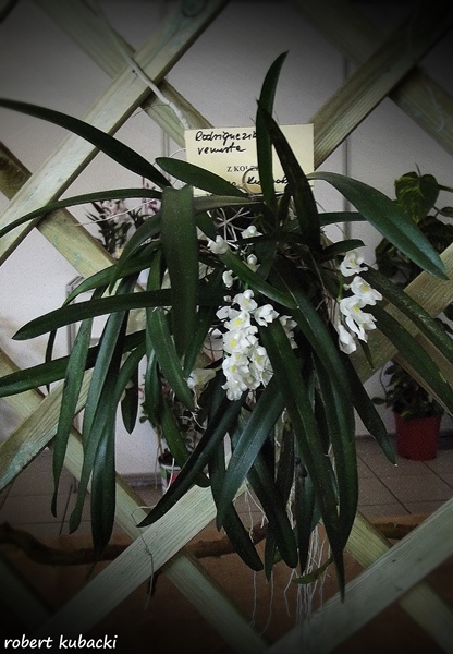 Rodriguezia venusta.jpg