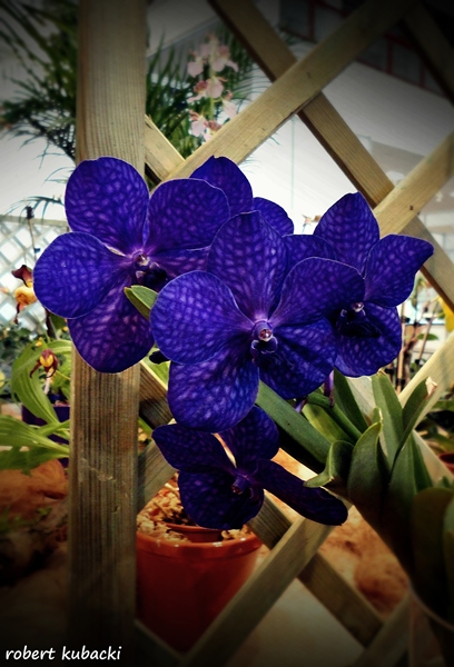 Vanda hybr. 1.jpg