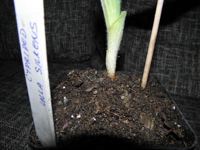 Cypripedium_Ula_Silkens_2.JPG