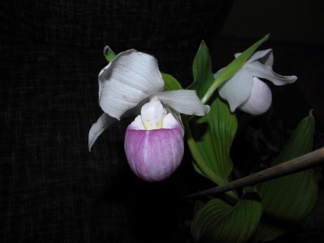 Cypripedium_Ula_Silkens_3.JPG