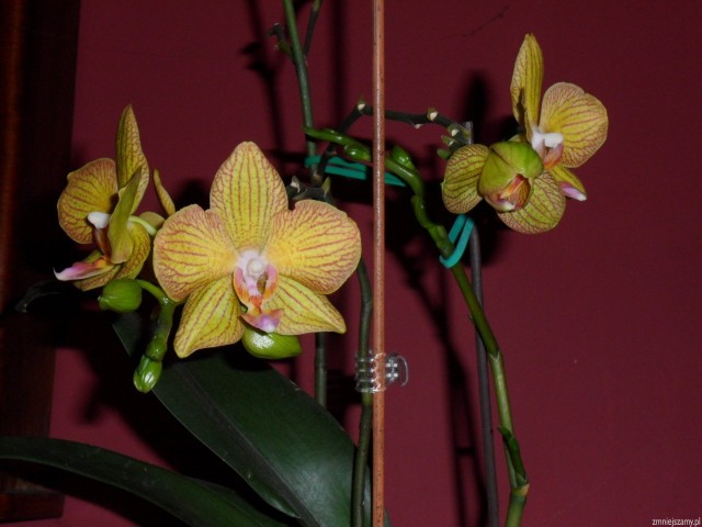 img_20120610024643_2012MAJ-storczyki007_zmniejszamy_pl.jpg